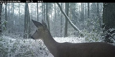 Ta sarna pod Pułtuskiem podbija internet. Zobacz, dlaczego [FILM]-35419