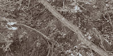 Tajemnicze wykopy w lesie koło Pułtuska. Leśnicy ujawniają prawdę