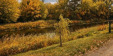 63 drzewa do usunięcia w Pułtusku. Miasto podpisało umowę