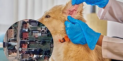 Kto płaci za leczenie potrąconego zwierza? W Pułtusku to też jest w umowie