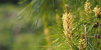 Nie uwierzysz, ile drzew trafi do pułtuskich lasów!