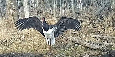 Sensacja w Nadleśnictwie Pułtusk! Bocian czarny w ukrytej kamerze