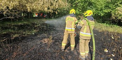 Las uratowano dzięki szybkiej reakcji strażaków, leśników i mieszkańców