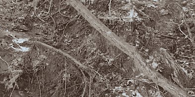 Tajemnicze wykopy w lesie koło Pułtuska