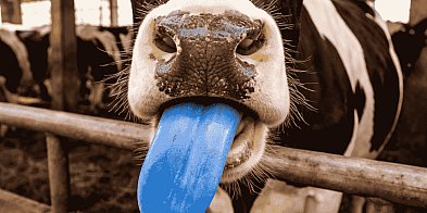 Pułtusk w strefie zagrożenia