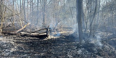 Alarm w Nadleśnictwie Pułtusk! Najwyższe zagrożenie