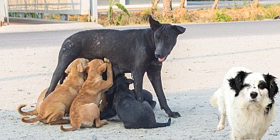 Kto dostał pieniądze na zwierzęta? Lista gmin