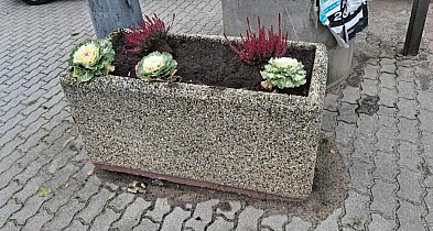 Kolejny wandalizm i kradzieże w centrum miasta. Skradziono 90 roślin!-33239