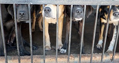 Zaskakujące dane! Pułtusk niemal nie oddaje psów do schronisk-33401