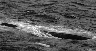 Superprodukcja Netflixa - „Heweliusz”. Wyjaśniamy o co chodzi w serialu!-33457