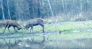 Waleczny jeleń z jednym rogiem pod Pułtuskiem! Zwyciężył mimo wszystko-33494