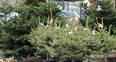 W Pułtusku już pojawiły się drzewka Bożonarodzeniowe-34242