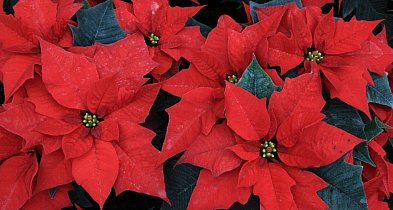 Gwiazda betlejemska - nie kwitnie na czerwono i nie jest silnie trująca-34357