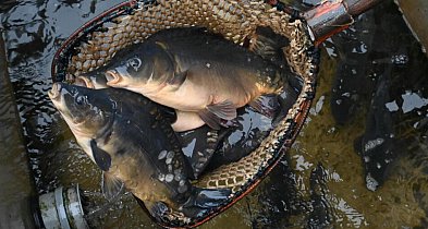 W tym roku karpie droższe, ale... staniały suszone grzyby 😀-34611