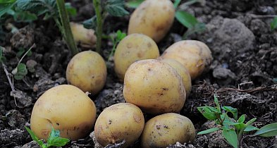 Jedno gospodarstwo na mapie! A powiat pułtuski ma ogromny potencjał-34912