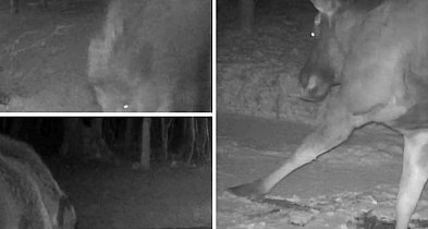 Zobacz, co robią zwierzęta zimą w lasach pod Pułtuskiem [FILM]-35323