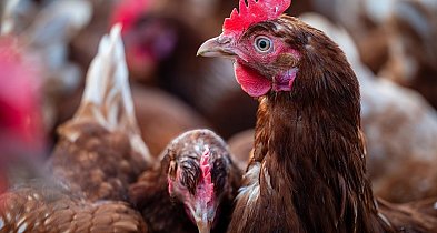 Nowe zasady dla hodowców drobiu. Sprawdź, zanim sprzedasz jajko