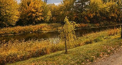 63 drzewa do usunięcia w Pułtusku. Miasto podpisało umowę