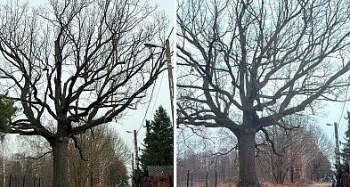 Ten dąb w Grabówcu przeszedł „operację”
