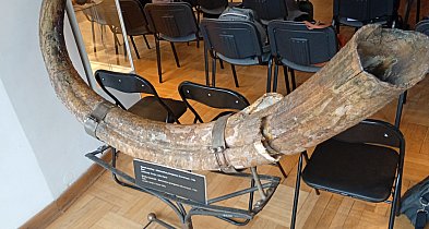 Cios mamuta z podpułtuskiego Gnojna?