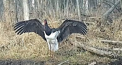 Sensacja w Nadleśnictwie Pułtusk! Bocian czarny w ukrytej kamerze