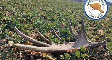 Znalazł to na polu pod Pułtuskiem. Wartość? Zależy od wielu czynników