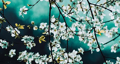 Ocieplenie na Wielkanoc; wysoka temperatura...