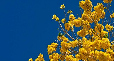 Pułtusk będzie czystszy niż kiedykolwiek? Sprawdź, co się wydarzy!