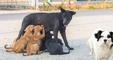 Kto dostał pieniądze na zwierzęta? Lista gmin już dostępna