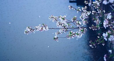 Pułtusk a deszcz. Prognoza wskazuje konkretny dzień