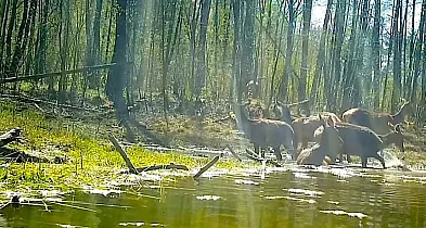 Jelenie przyłapane na… SPA! Nagranie spod Pułtuska hitem sieci