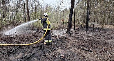 Na terenie pułtuskiego Nadleśnictwa najwyższe zagrożenie