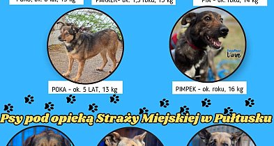 Psy czekają na dom – adoptuj przyjaciela z gminy Pułtusk