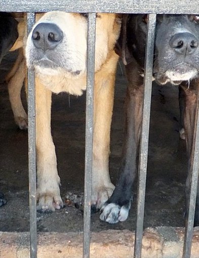 Zaskakujące dane! Pułtusk niemal nie oddaje psów do schronisk-33401