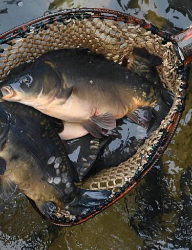 W tym roku karpie droższe, ale... staniały suszone grzyby 😀-34611