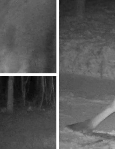 Zobacz, co robią zwierzęta zimą w lasach pod Pułtuskiem [FILM]-35323