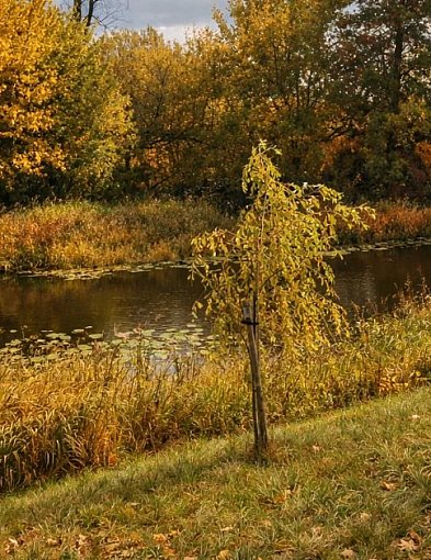 63 drzewa do usunięcia w Pułtusku. Miasto podpisało umowę