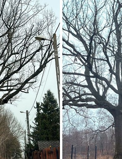 Ten dąb w Grabówcu przeszedł „operację”