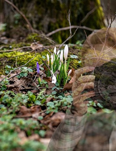 Wiosna w Pułtusku startuje wcześniej. Zobacz atrakcje