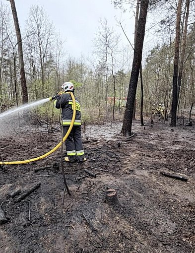Na terenie pułtuskiego Nadleśnictwa najwyższe zagrożenie