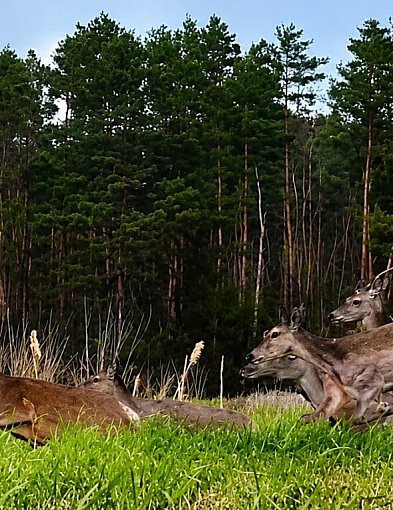 Fotopułapka w Pułtusku nagrała moment, który zachwycił leśników