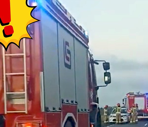 Dramatyczne zdarzenie na trasie Pułtusk–Winnica! Łoś staranował auto-32207