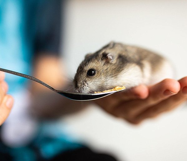 Chomik europejski został niespodziewanym zwycięzcą