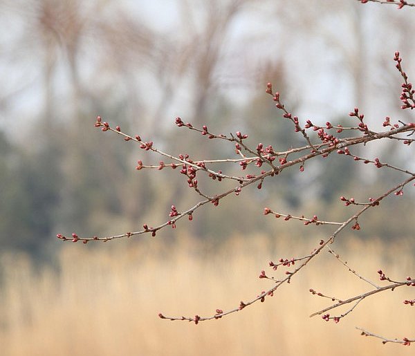 W przyszłym tygodniu w prognozach modeli pogodowych widać wiosenną aurę