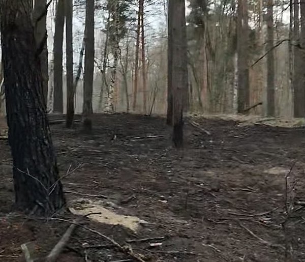 21 arów spłonęło błyskawicznie! Strażacy zapobiegli katastrofie