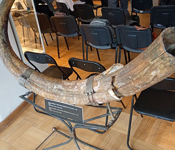 Cios mamuta z podpułtuskiego Gnojna?