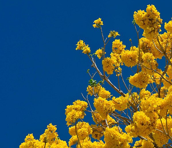 W niedzielę wielkanocną do 21 st. C z możliwym burzam