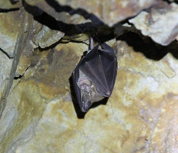 Tajemnice pułtuskich piwnic wyjdą na jaw. Będzie też obserwacja nietoperzy
