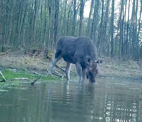 Łoś na nagraniu z Pułtuska! Eksperci tłumaczą, co się dzieje