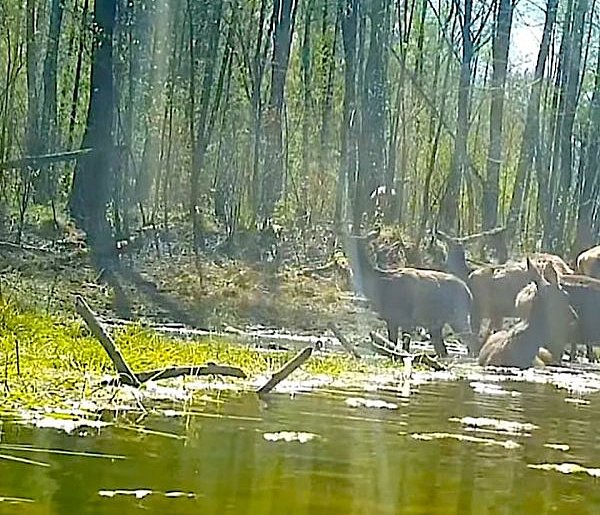 Jelenie przyłapane na… SPA! Nagranie spod Pułtuska hitem sieci